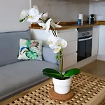 Cosy Sea View Free Wifi Апартаменты Кальяо-Сальвахе